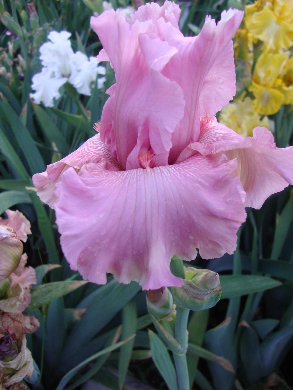 Photo of Tall Bearded Iris (Iris 'Star Appeal') uploaded by Paul2032