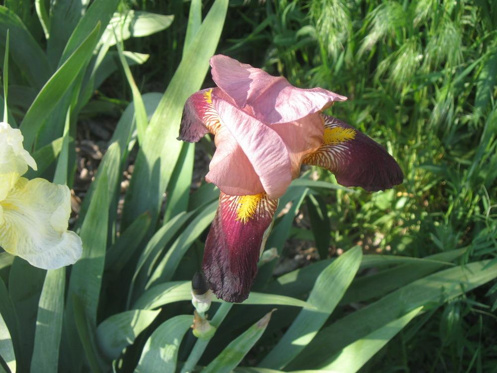 Photo of Tall Bearded Iris (Iris 'Indian Chief') uploaded by enidcandles