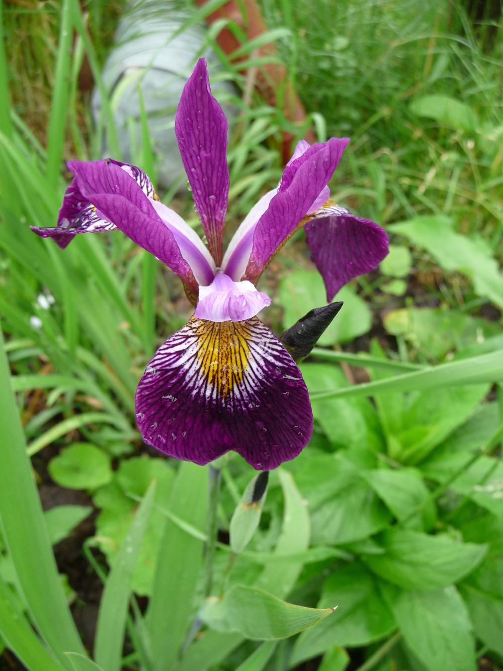 Photo of Irises (Iris) uploaded by gardengus
