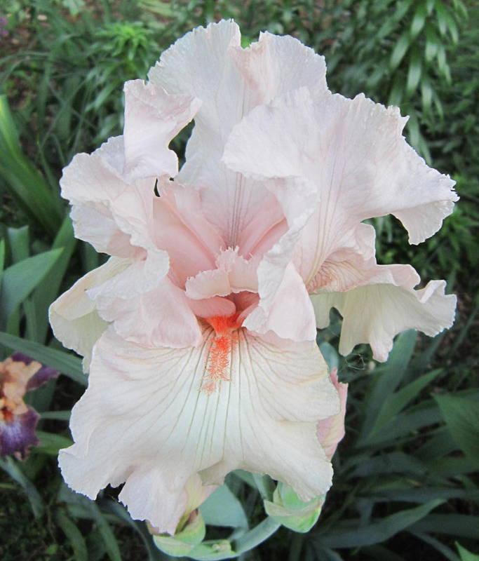 Photo of Tall Bearded Iris (Iris 'Seneca Pink Delight') uploaded by ge1836