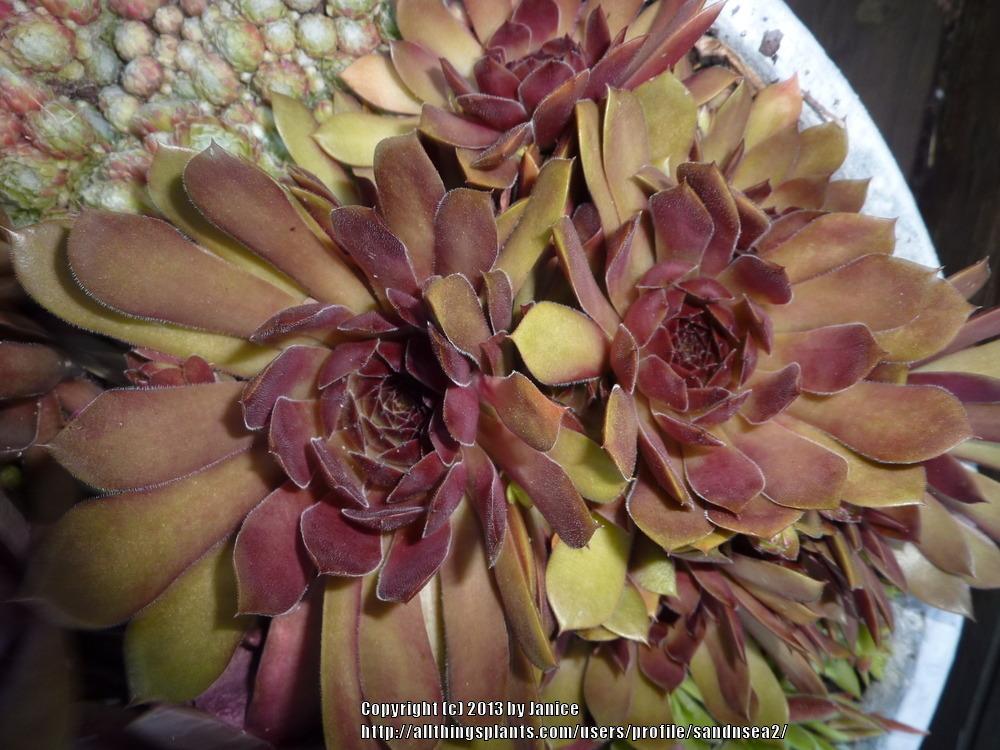 Photo of Hen and Chicks (Sempervivum 'Pacific Red Rose') uploaded by sandnsea2