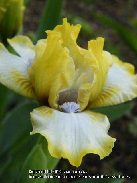 Photo of Standard Dwarf Bearded Iris (Iris 'Dancing Bunnies') uploaded by sassafrass