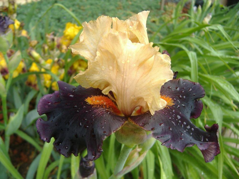 Photo of Tall Bearded Iris (Iris 'Foreign Legion') uploaded by tveguy3