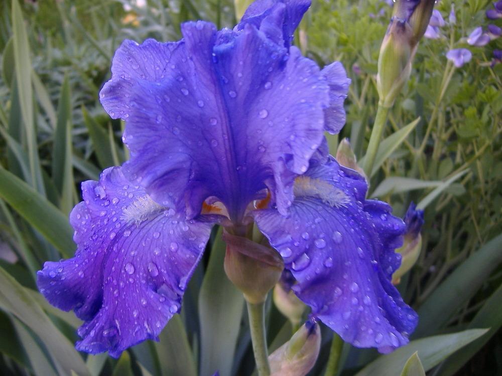 Photo of Tall Bearded Iris (Iris 'Breakers') uploaded by tveguy3