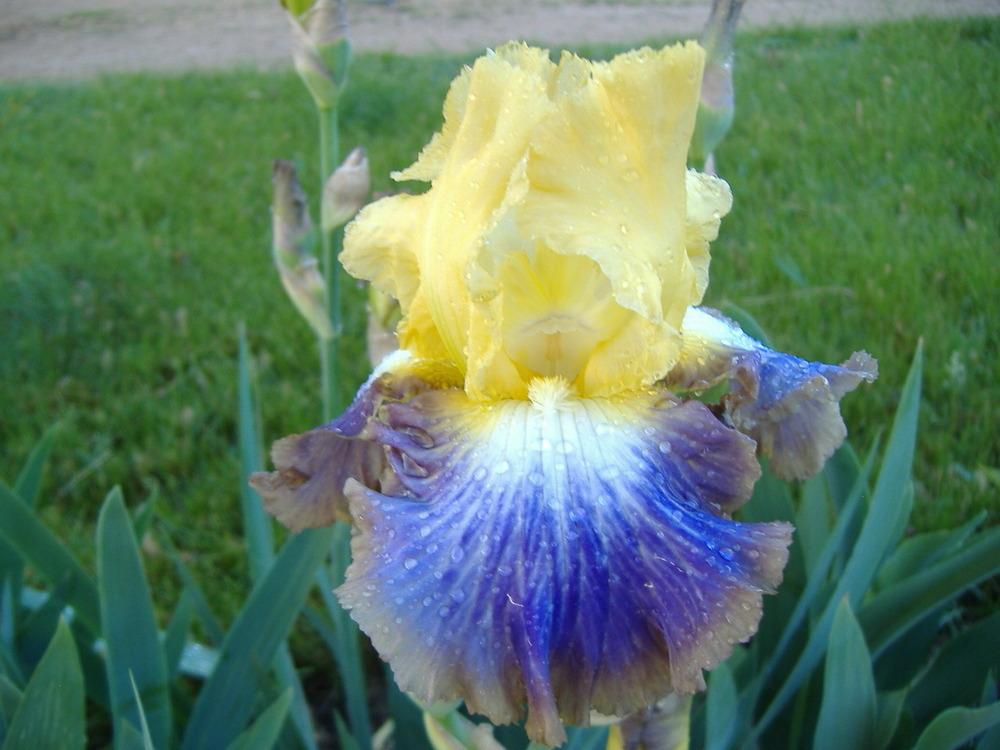 Photo of Tall Bearded Iris (Iris 'Definition') uploaded by tveguy3