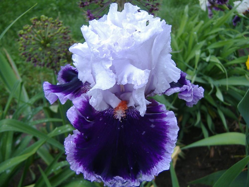 Photo of Tall Bearded Iris (Iris 'Daring Deception') uploaded by tveguy3