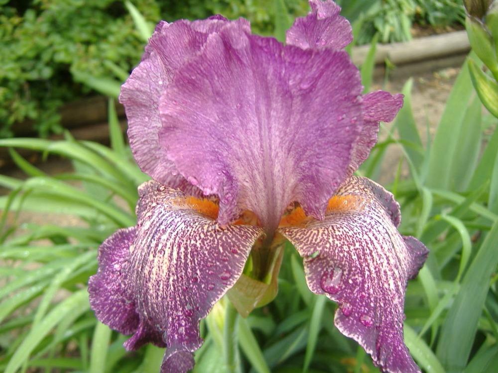 Photo of Tall Bearded Iris (Iris 'Porta Villa') uploaded by tveguy3