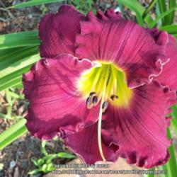 Location: My garden in Southeast Virginia, Zone 8
Date: 2013-05-31
BLOOM