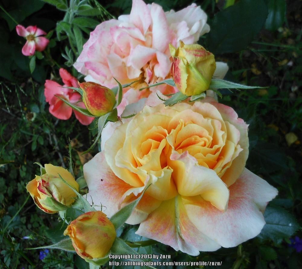 Photo of Rose (Rosa 'Tangerine Streams') uploaded by zuzu
