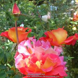 Location: In my Northern California garden
Date: 2013-05-27