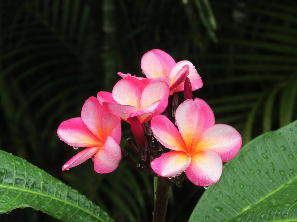 Photo of Plumeria (Plumeria rubra 'Guillot's Sunset') uploaded by Dutchlady1