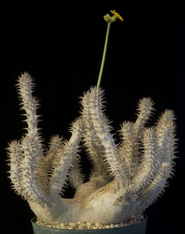 Photo of Pachypodium (Pachypodium densiflorum) uploaded by Dutchlady1