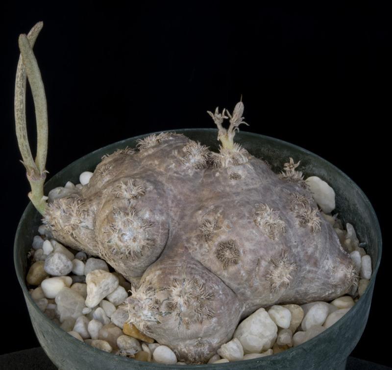 Photo of Pachypodium (Pachypodium brevicaule) uploaded by Dutchlady1