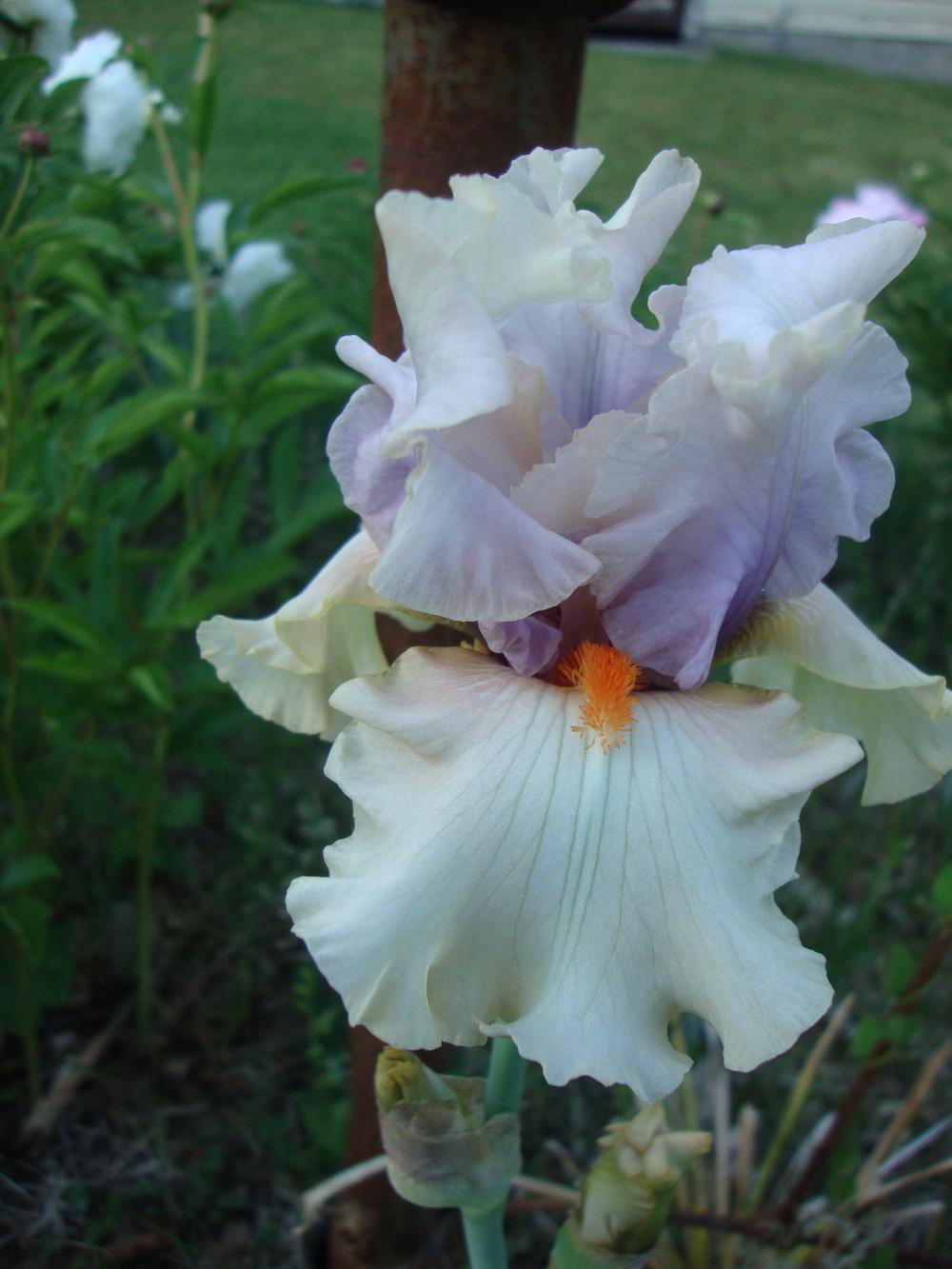 Photo of Tall Bearded Iris (Iris 'Opposing Forces') uploaded by Paul2032