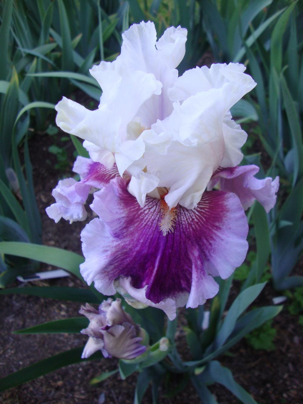 Photo of Tall Bearded Iris (Iris 'Strawberry Freeze') uploaded by Paul2032