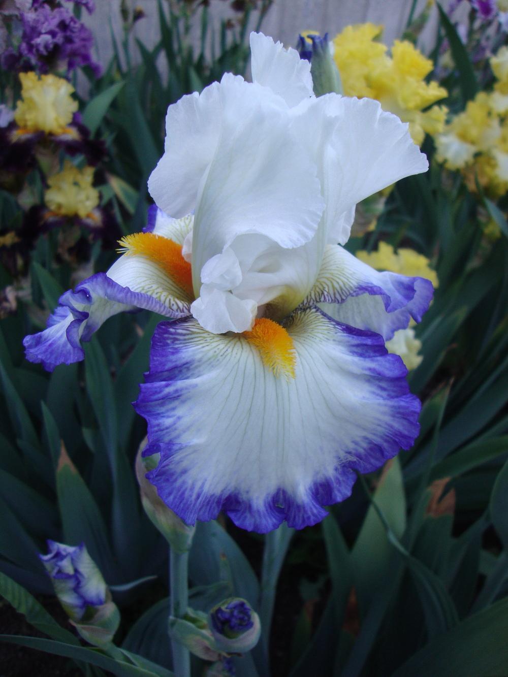 Photo of Tall Bearded Iris (Iris 'Revision') uploaded by Paul2032