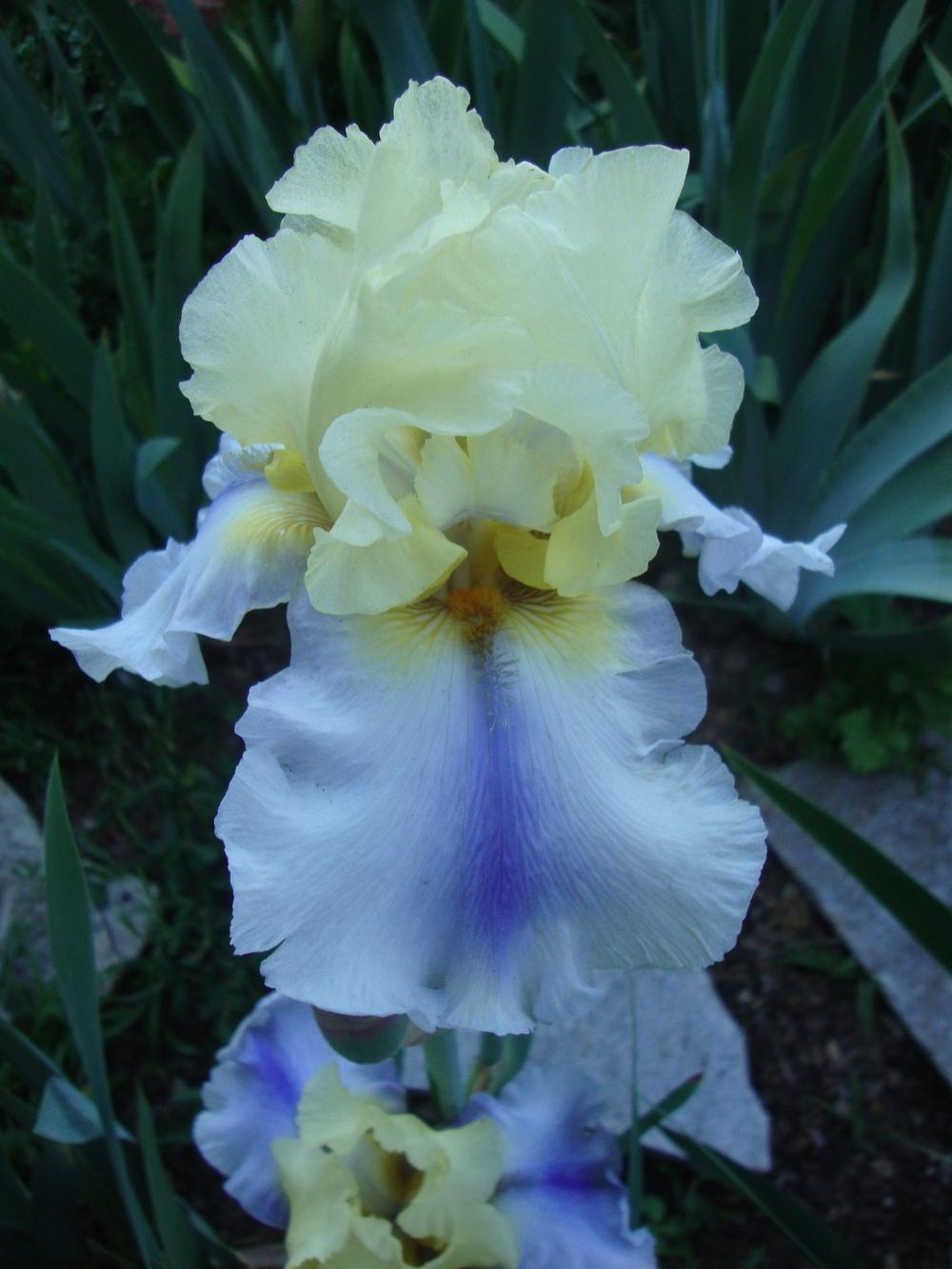 Photo of Tall Bearded Iris (Iris 'Easter Candy') uploaded by Paul2032
