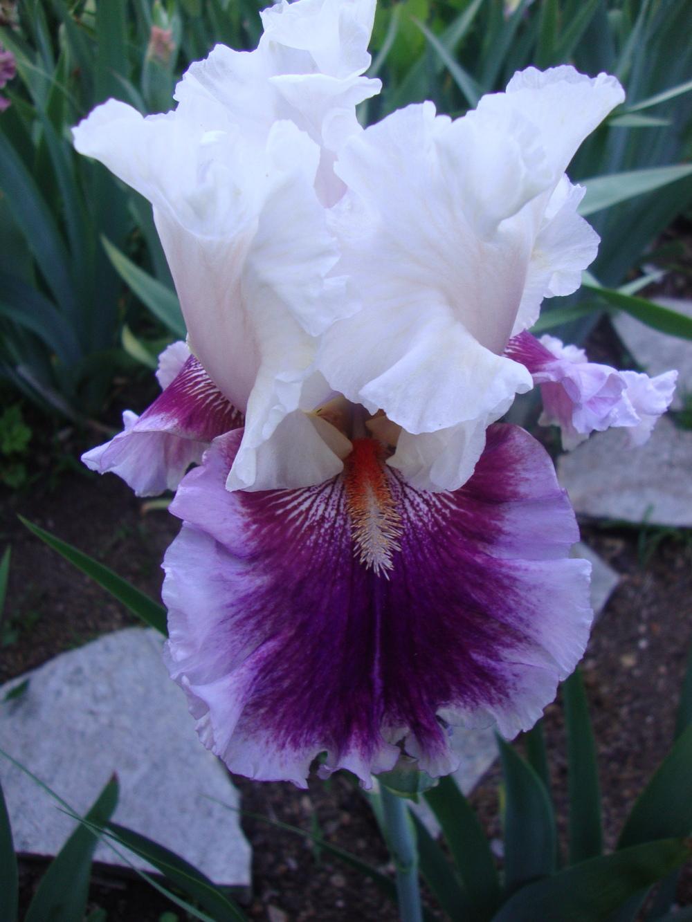 Photo of Tall Bearded Iris (Iris 'Strawberry Freeze') uploaded by Paul2032