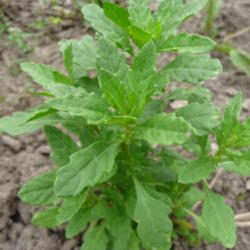Location: Indiana zone 5
Date: 2013-06-01
