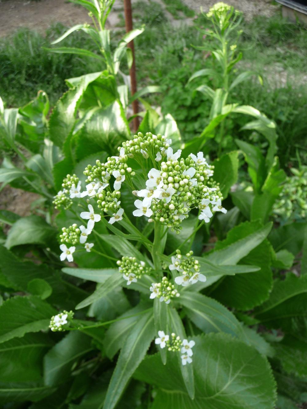 Photo of Horseradish (Armoracia rusticana) uploaded by gardengus