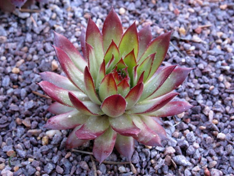 Photo of Hen and Chicks (Sempervivum 'Gingerbread Boy') uploaded by goldfinch4