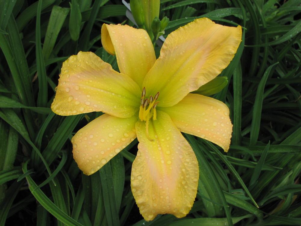 Photo of Daylily (Hemerocallis 'Country French') uploaded by tink3472