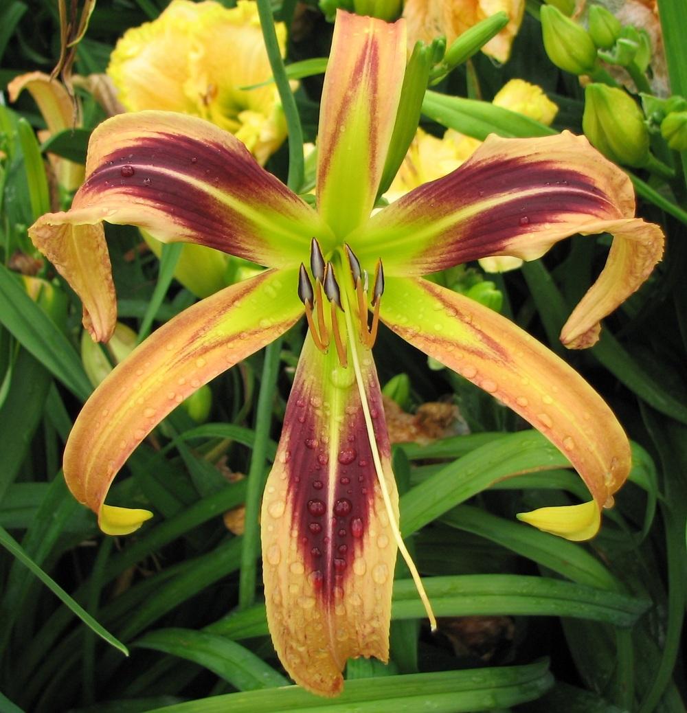 Photo of Daylily (Hemerocallis 'De Colores') uploaded by tink3472