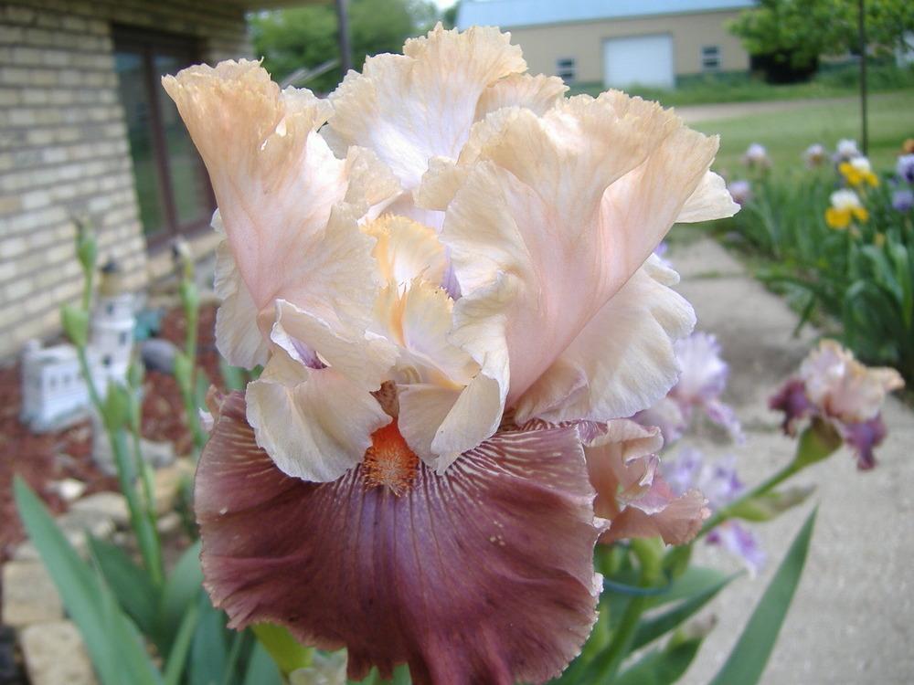 Photo of Tall Bearded Iris (Iris 'Champagne and Strawberries') uploaded by tveguy3