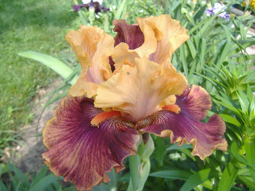 Photo of Tall Bearded Iris (Iris 'Honey Dripper') uploaded by tveguy3