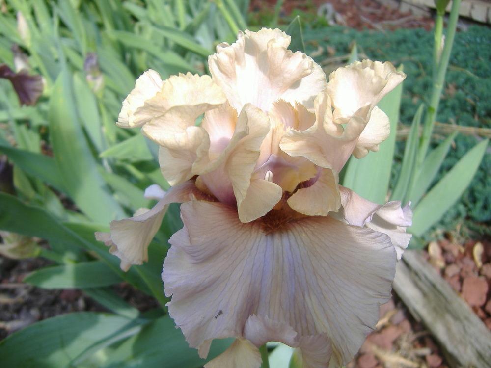 Photo of Tall Bearded Iris (Iris 'Enter the Dragon') uploaded by tveguy3