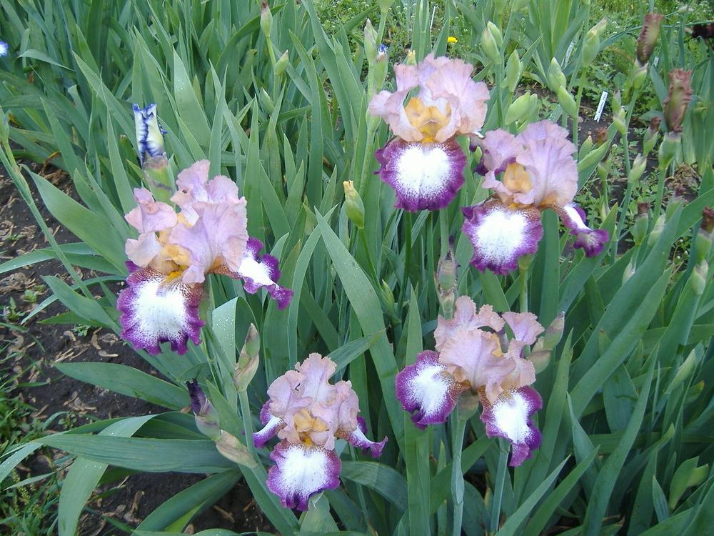 Photo of Tall Bearded Iris (Iris 'Change of Pace') uploaded by tveguy3