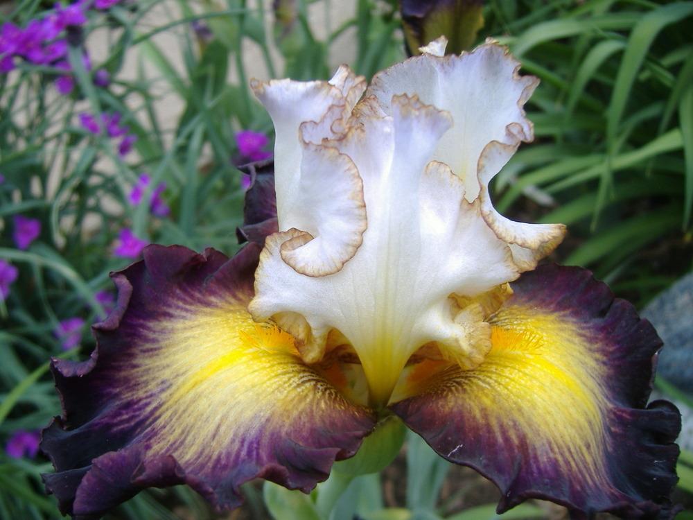 Photo of Tall Bearded Iris (Iris 'Superhero') uploaded by tveguy3