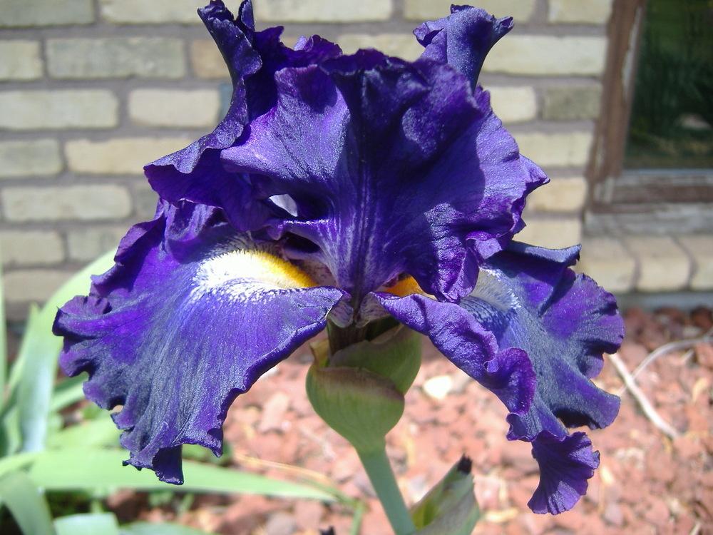 Photo of Tall Bearded Iris (Iris 'Circle of Light') uploaded by tveguy3