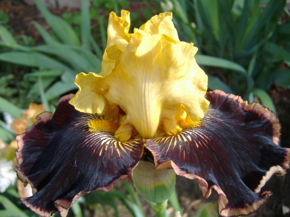 Photo of Tall Bearded Iris (Iris 'Indulgence') uploaded by tveguy3