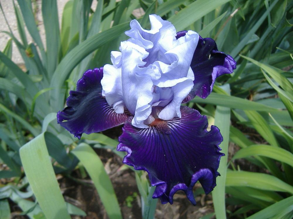 Photo of Tall Bearded Iris (Iris 'Wicked Good') uploaded by tveguy3