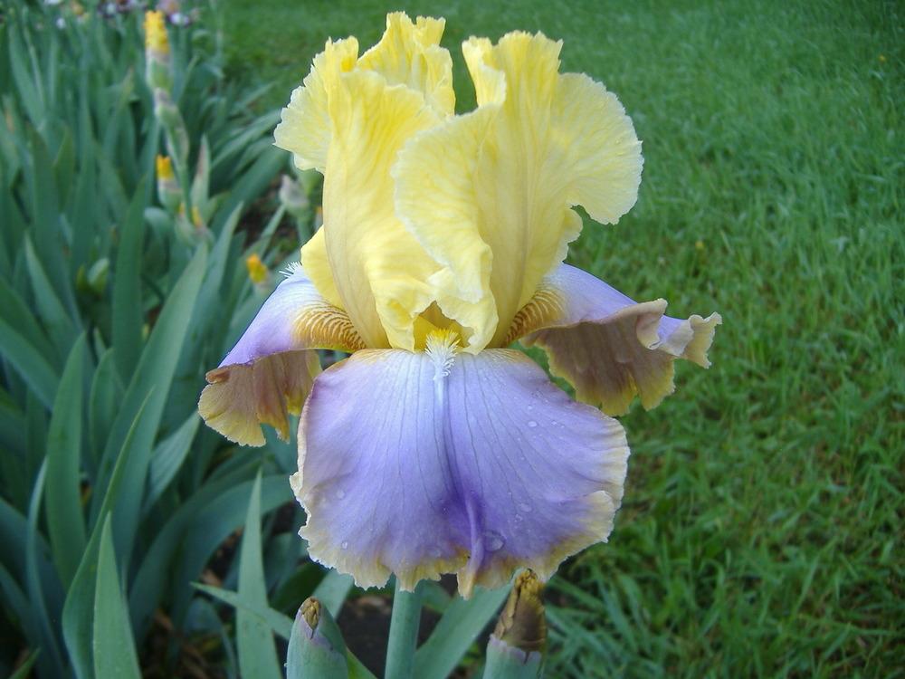 Photo of Tall Bearded Iris (Iris 'Knock 'em Dead') uploaded by tveguy3