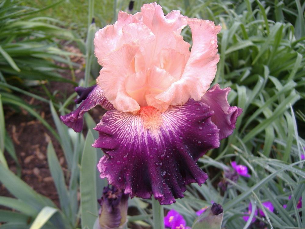 Photo of Tall Bearded Iris (Iris 'Jazz Era') uploaded by tveguy3