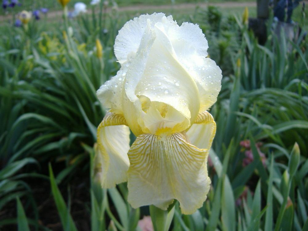 Photo of Tall Bearded Iris (Iris 'Flavescens') uploaded by tveguy3