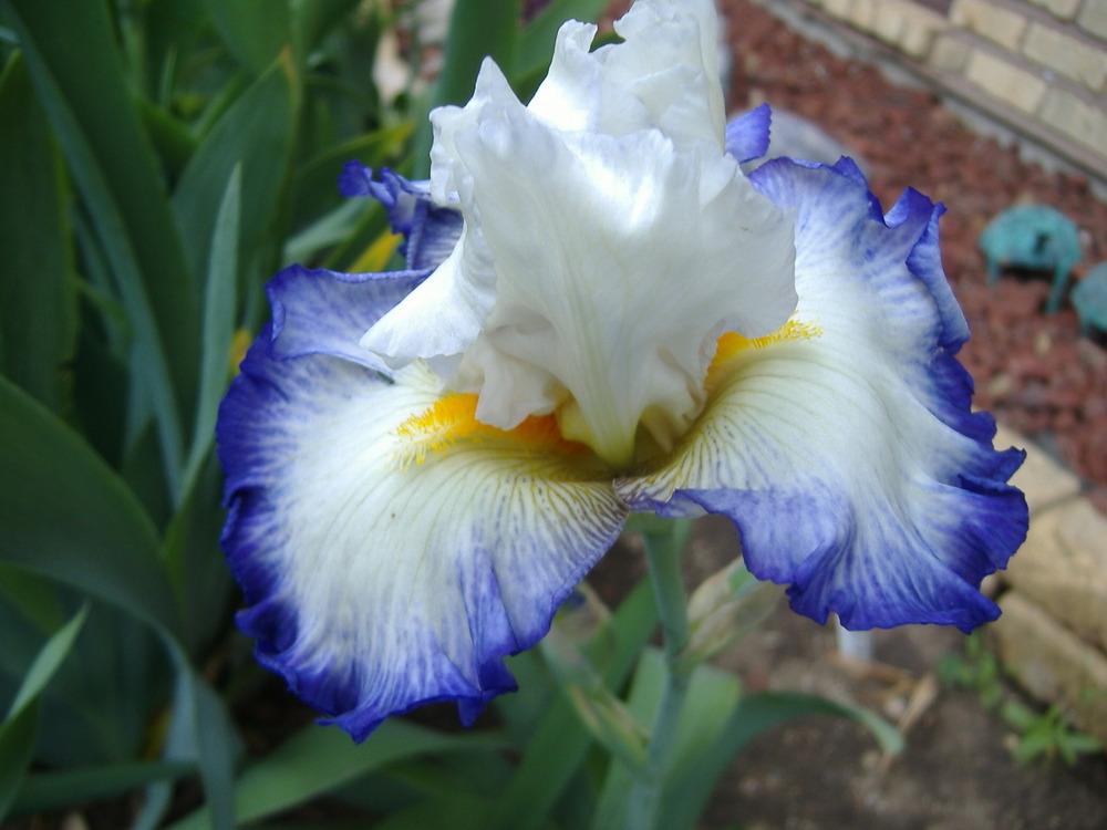 Photo of Tall Bearded Iris (Iris 'Revision') uploaded by tveguy3