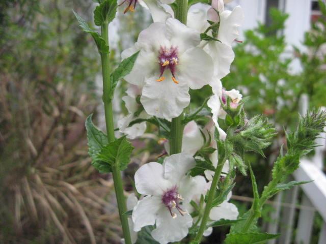 Photo of Nettle-leaved Mullein (Verbascum chaixii 'Album') uploaded by wcgypsy