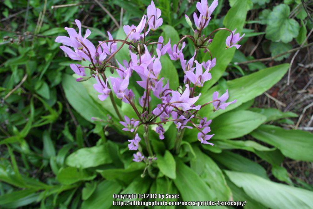 Photo of Shooting Star (Dodecatheon meadia) uploaded by 4susiesjoy