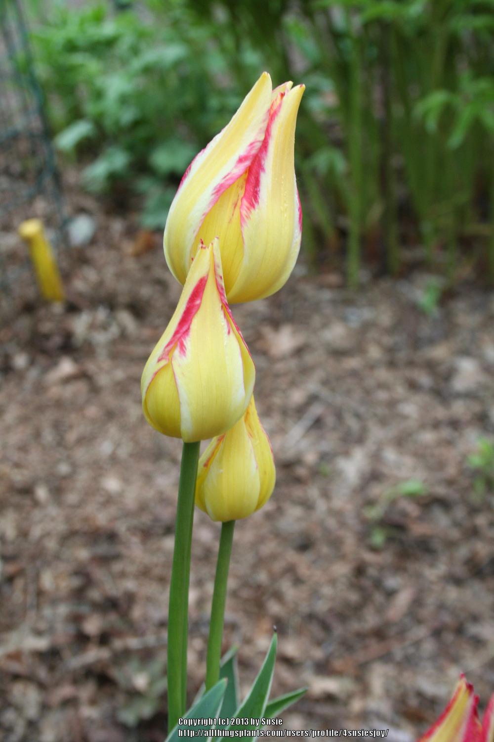 Photo of Single Late Tulip (Tulipa 'Antoinette') uploaded by 4susiesjoy