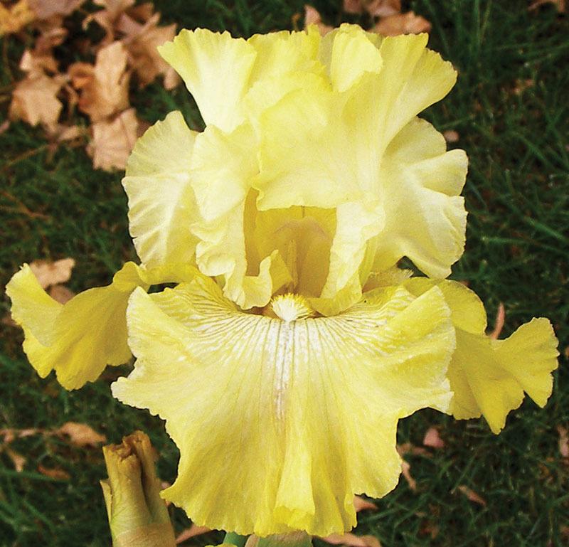 Photo of Tall Bearded Iris (Iris 'Again and Again') uploaded by Calif_Sue