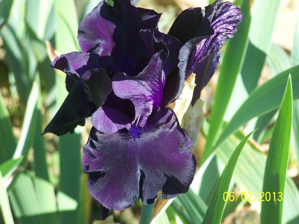 Photo of Tall Bearded Iris (Iris 'Black Suited') uploaded by Misawa77