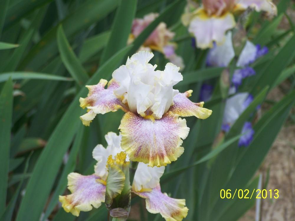 Photo of Tall Bearded Iris (Iris 'Ring Around Rosie') uploaded by Misawa77