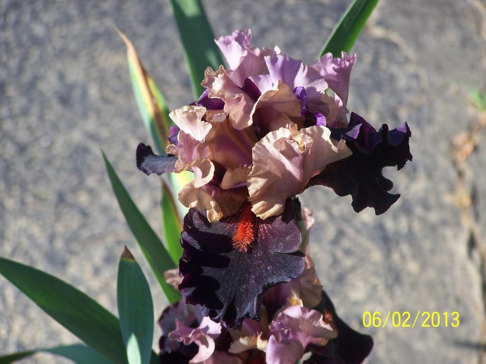 Photo of Tall Bearded Iris (Iris 'Disguise') uploaded by Misawa77