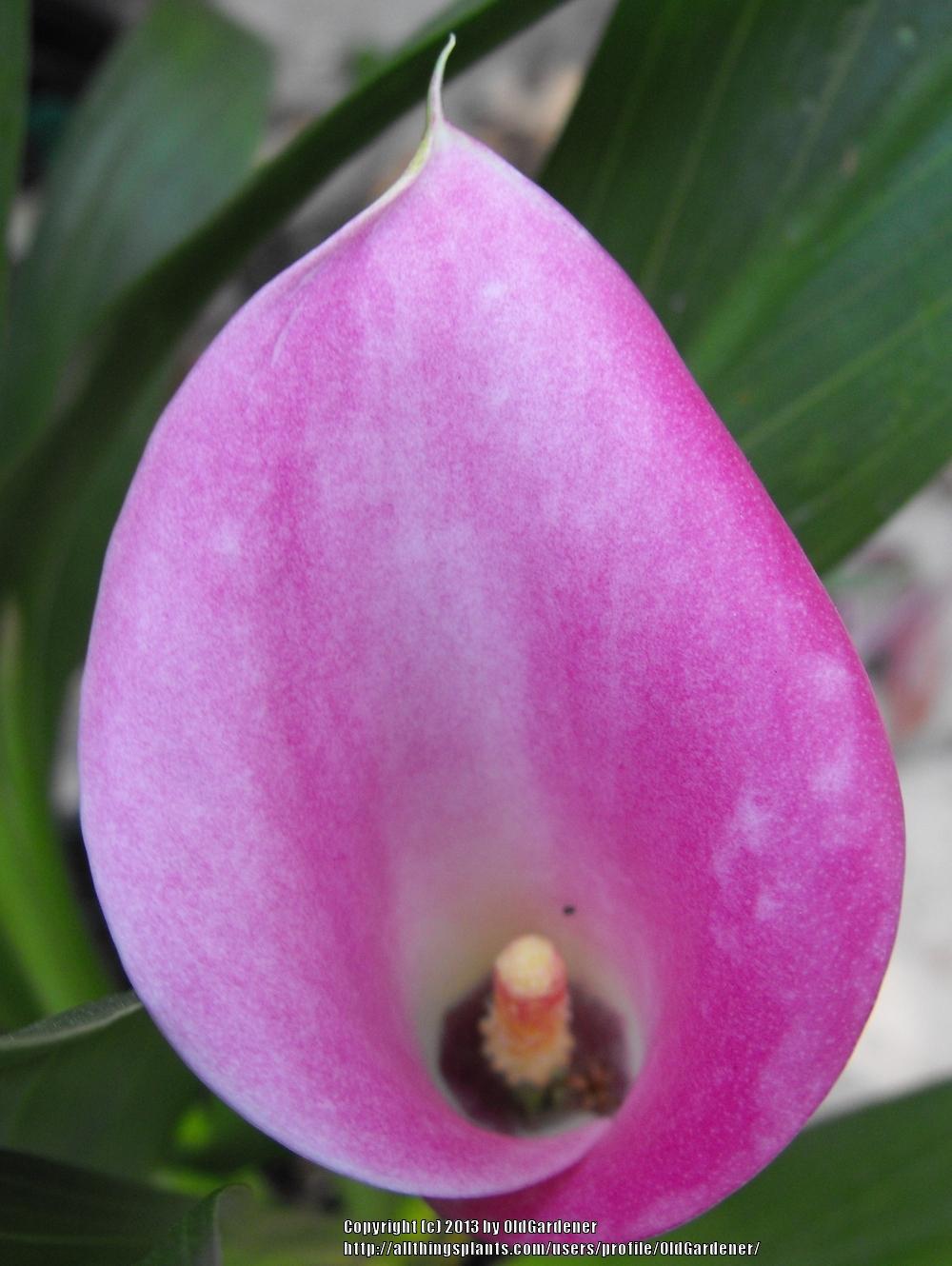 Photo of Pink Calla Lily (Zantedeschia rehmannii) uploaded by OldGardener