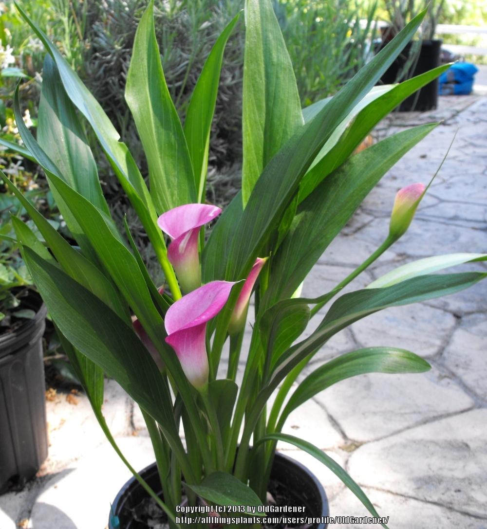 Photo of Pink Calla Lily (Zantedeschia rehmannii) uploaded by OldGardener