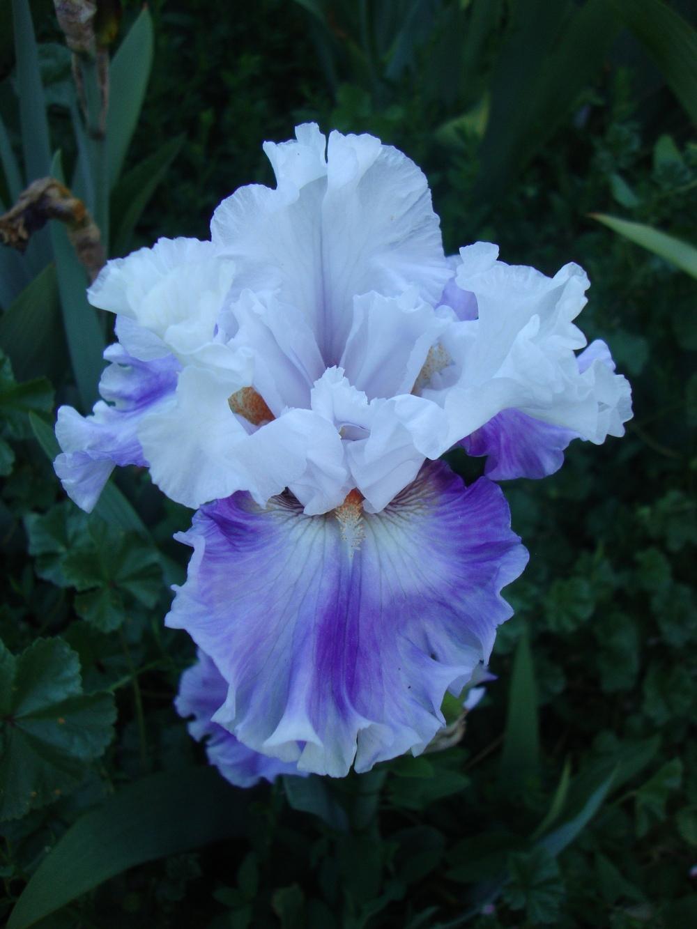 Photo of Border Bearded Iris (Iris 'Glimpse') uploaded by Paul2032