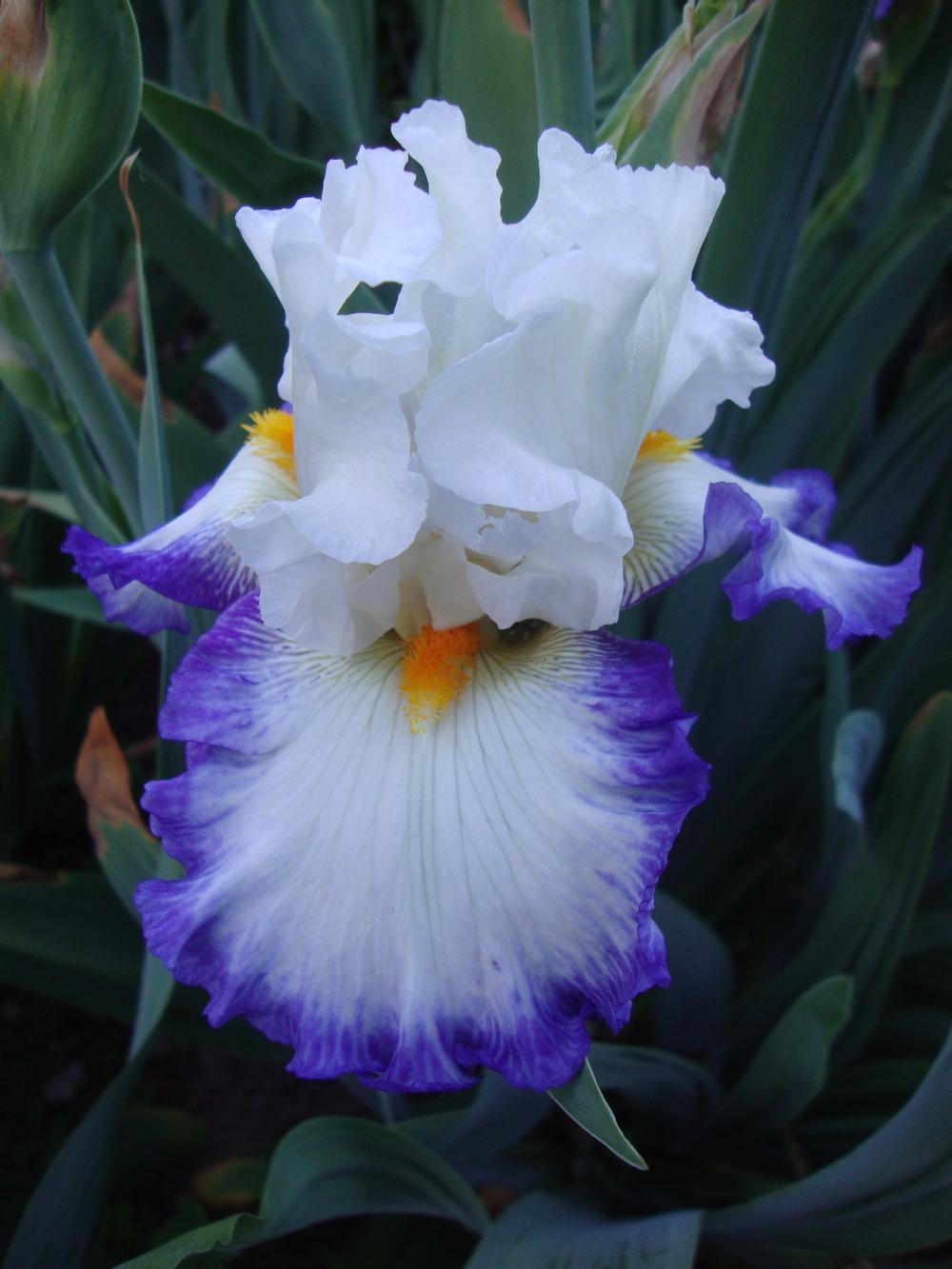 Photo of Tall Bearded Iris (Iris 'Revision') uploaded by Paul2032